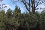 Новогодние елки. Фото: Youtube