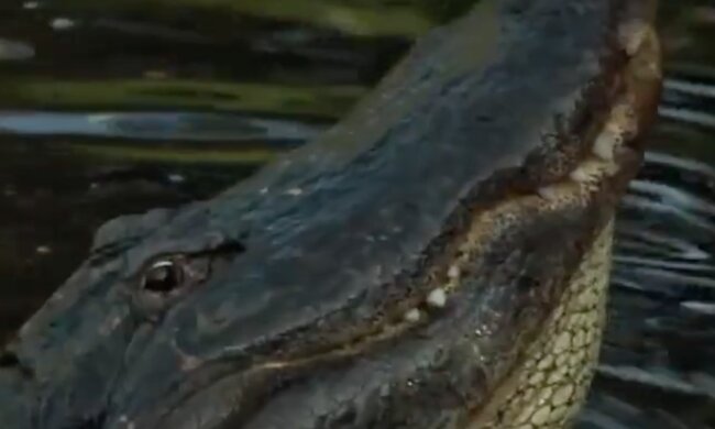Аллигатор. Фото: скриншот YouTube