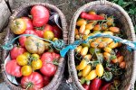 Щедрий урожай помідор, фото: youtube.com