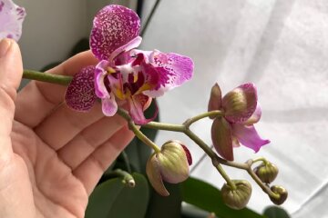 Орхидея. Фото: YouTube