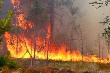Появилось видео масштабных пожаров в Сибири
