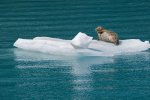 Гигантские дыры во льдах Антарктики: на разведку отправили роботов