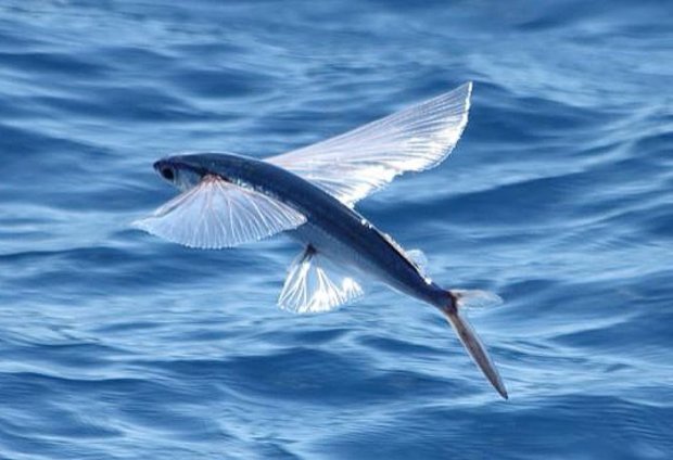 Летающая рыба