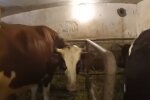 Корова. Фото: скриншот YouTube-видео