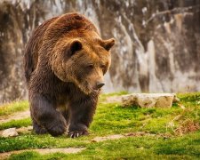 Аномалия природы: в Карпатах разгулялись медведи, небывалое тепло не дает им впасть в спячку, наедают «жирок»