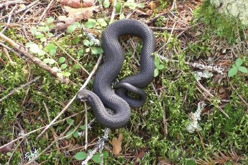 Обскакала всех: появилось зрелищное видео, как змея открывает бутылку