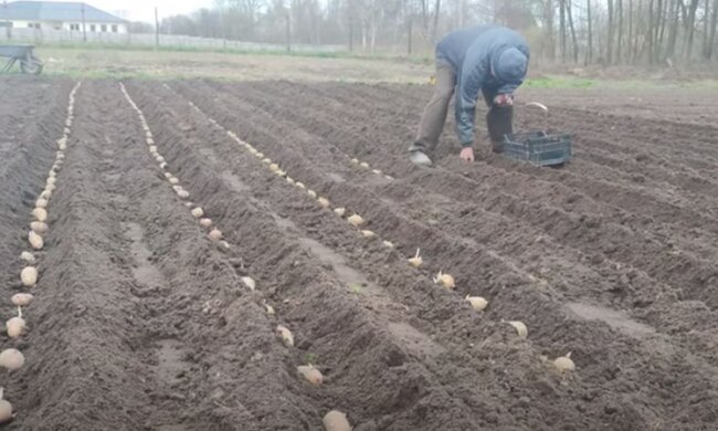 Посадка картошки. Фото: скриншот YouTube-видео