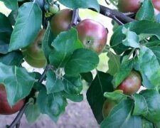 Щедрий урожай яблук, фото: youtube.com