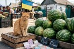 кіт кавун ферма Таїланд охоронець