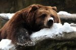 Посетители национального парка засняли смешное падение медведя. Он сам того не ожидал