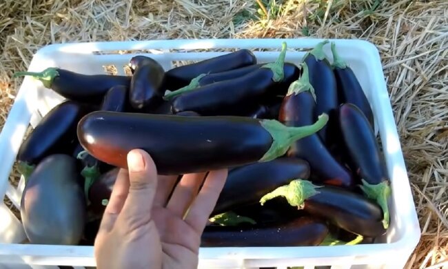 Баклажан. Фото: скріншот Youtube