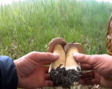 Белые грибы. Фото: скриншот YouTube