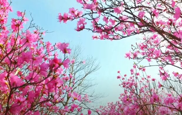 Цвет сакуры. Фото: скриншот Youtube-видео
