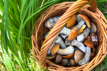 Як оформити дозвіл на збирання грибів та ягід у лісі. Фото: YouTube