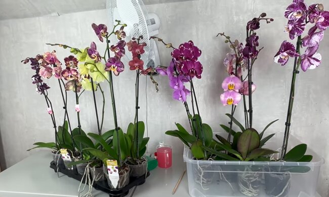 Орхидея. Фото: YouTube