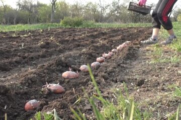 Посадка картоплі. Фото: скріншот YouTube-відео