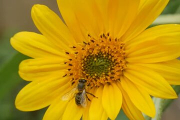 Цветок и пчела. Фото: скриншот YouTube-видео