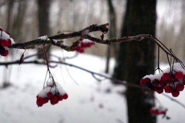 Природа. Фото: YouTube, скрін