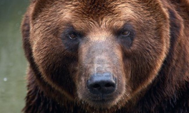 Нашли собаки: мужчина выжил с переломанным позвонком месяц в медвежьей берлоге. Фото не для слабонервных