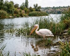 пелікан Хортиця