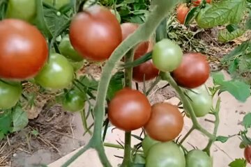 Помидоры. Фото: YouTube