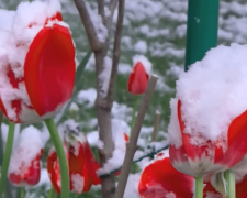 В Україні раптово випав сніг у середині травня. Фото: YouTube