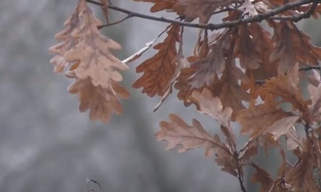 Листья. Фото: скриншот YouTube-видео