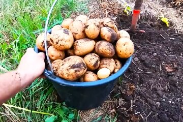 Картофель. Фото: YouTube