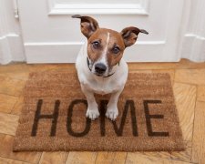 ТОП-5 способов повеселить вашу собаку дома пока вы работаете