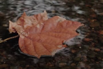 Идут дожди и заморозки: синоптик Диденко предупредила об ухудшении погоды со среды, 2-го ноября