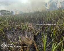 Двоє врятованих оленят після пожежі на Рівненщині