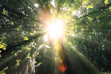 Природа. Фото: скриншот YouTube-видео
