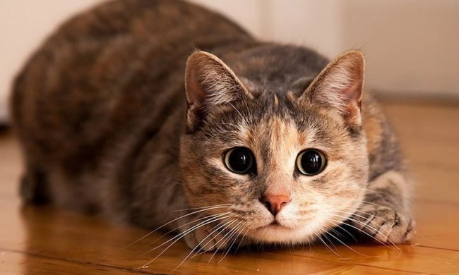 кошка