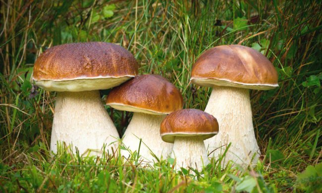 10 правил грибника, о которых необходимо помнить при сборе и обработке грибов