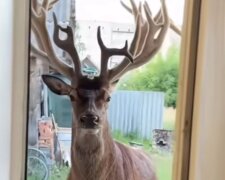 Олень Борис, аварія, тварину зло авто. Фото: Telegram