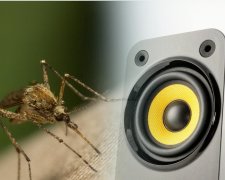 Музыка поможет избавиться от комаров: ученые рассказали, что слушать
