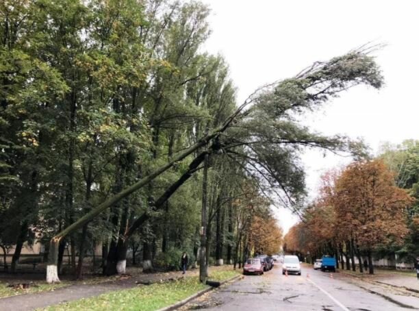 В Киеве разбушевалась стихия: деревья валит по всему городу, прячьте автомобили