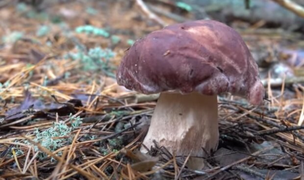 Белый гриб. Фото: скриншот YouTube