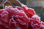 Роза. Фото: скриншот YouTube-видео