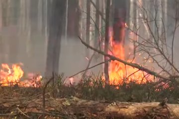 Пожары в Чернобыльской зоне. Фото: youtube