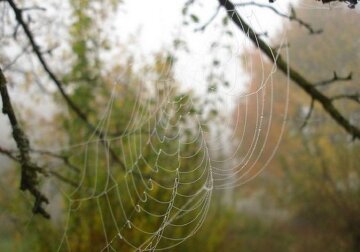 Паутинка на ветке в лесу. Фото: скриншот Instagram