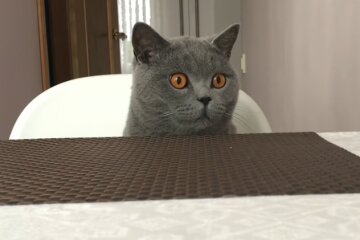 Любопытный кот. Фото: youtube