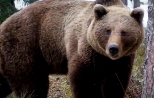 Бурый медведь. Фото: скриншот YouTube