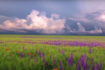Природа. Фото: скриншот YouTube-видео