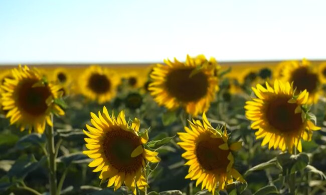 Природа. Фото: скріншот відео YouTube