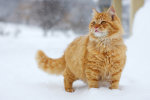 Кот и снег