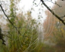 Павутинка на гілці в лісі. Фото: скріншот Instagram