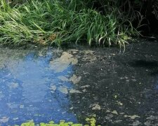 Под Киевом в озере почернела вода: это катастрофа, никто не выжил