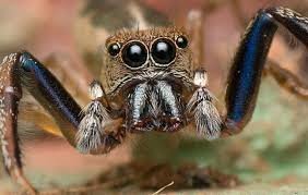 Археологи нашли пауков со светящимися глазами. Их возраст - 10 миллионов лет