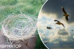 Птицы на Донетчине вьют гнезда из остатков оптоволокна от дронов
